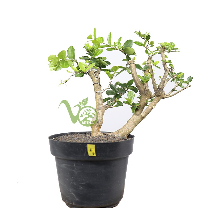 Bonsai Sianci Cherry Barbados 4D
