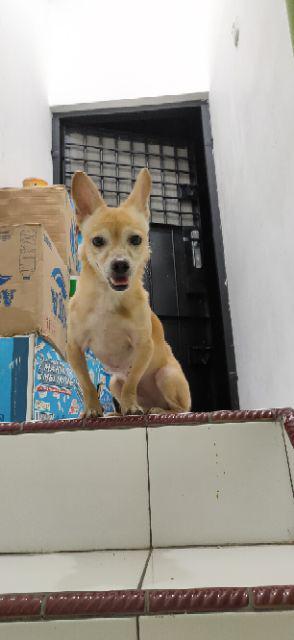 Ufc 003 Lint Roller Refill-uroclean 90 Sheets Per-roll (2 Roll/pack)