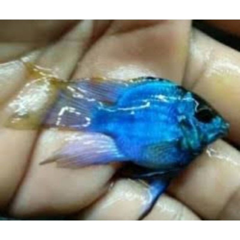 ikan blue elektrik