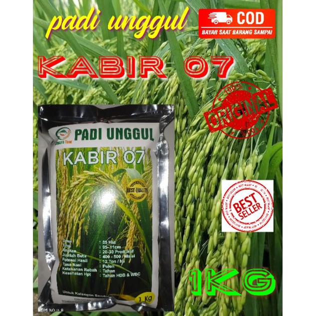 benih padi KABIR 07 genjah PREMIUM 1 kg