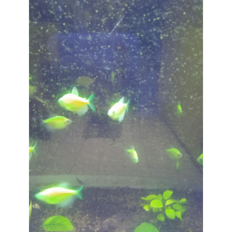 

ikan glofish