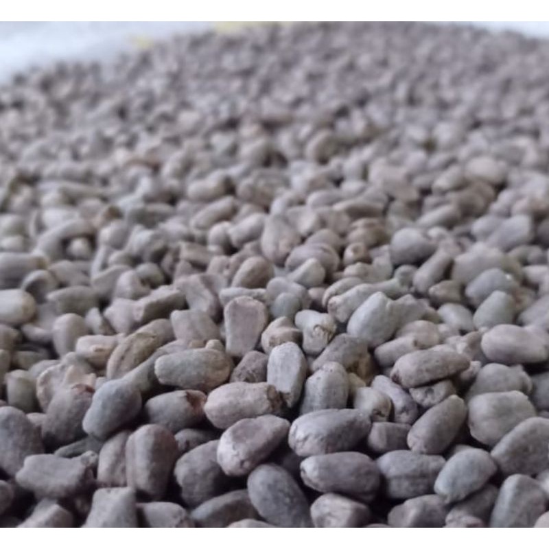 Bibit spora porang 1kg great A berkualitas,.... bisa COD