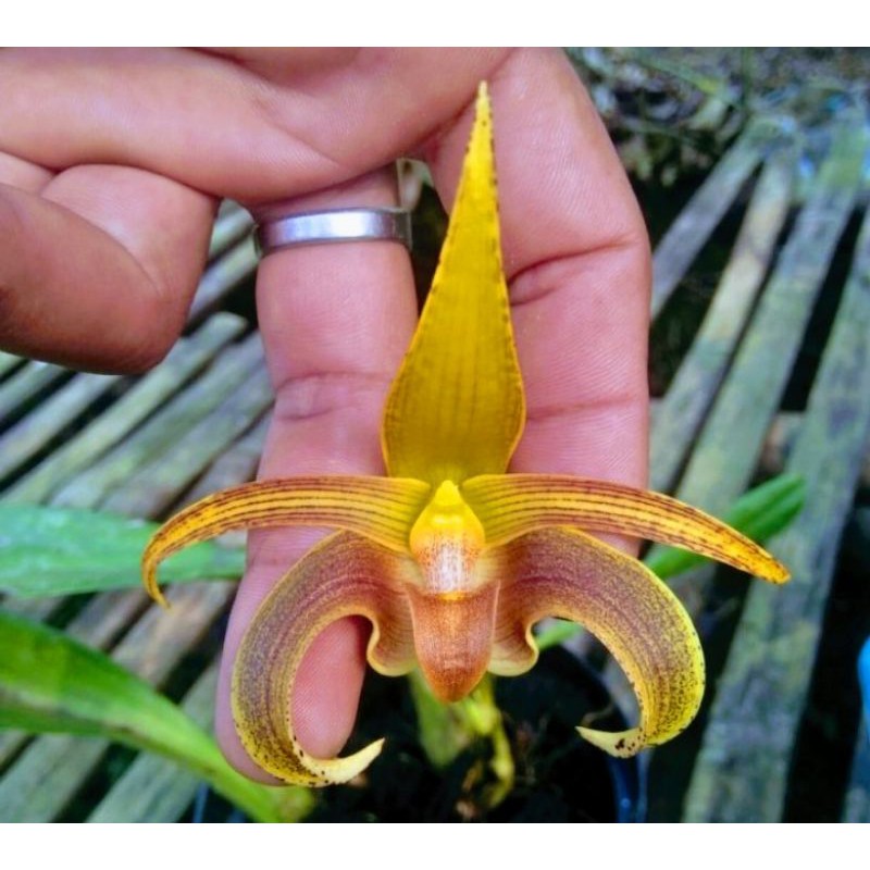 Anggrek Bulbophyllum lobi