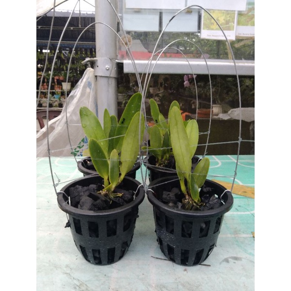 Anggrek Cattleya remaja