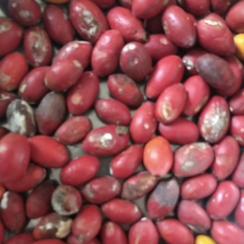 

Sayur Kulit Belinjo Melinjo Bago tanpa biji segar