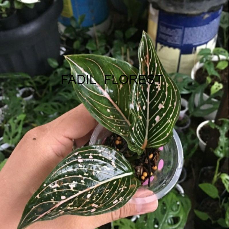 Aglonema Sitinurhaliza (baby) SEED_AGLONEMA