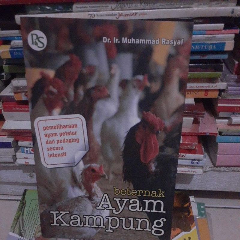 Beternak ayam kampung
