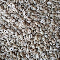 kewuk abu/kewuk kerang laut/1Kg/kewuk biji congklak