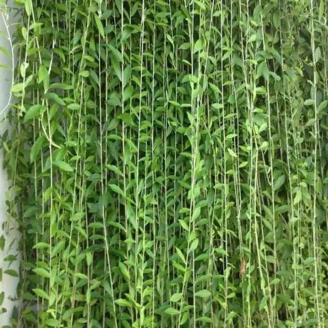 

Jual tanaman Li Kuan yu (lie Kuan yew) segar