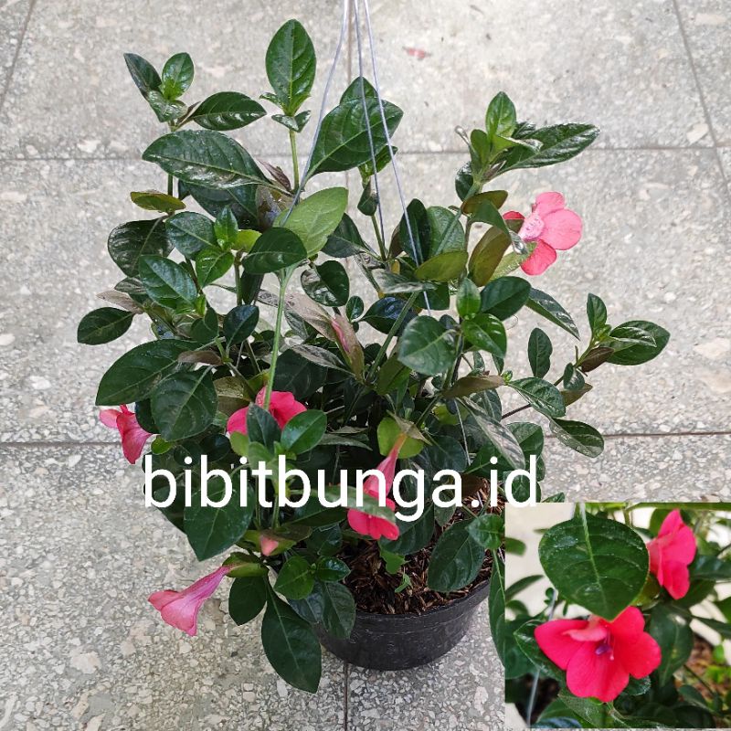 Rulia bunga gantung / bibit tanaman hias bunga
