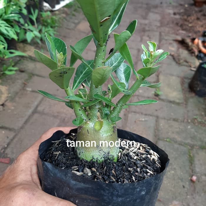 BUNGA CANTIK PROMO BONSAY ADENIUM-tanaman bahan bonsai adenium kamboja jepang-2