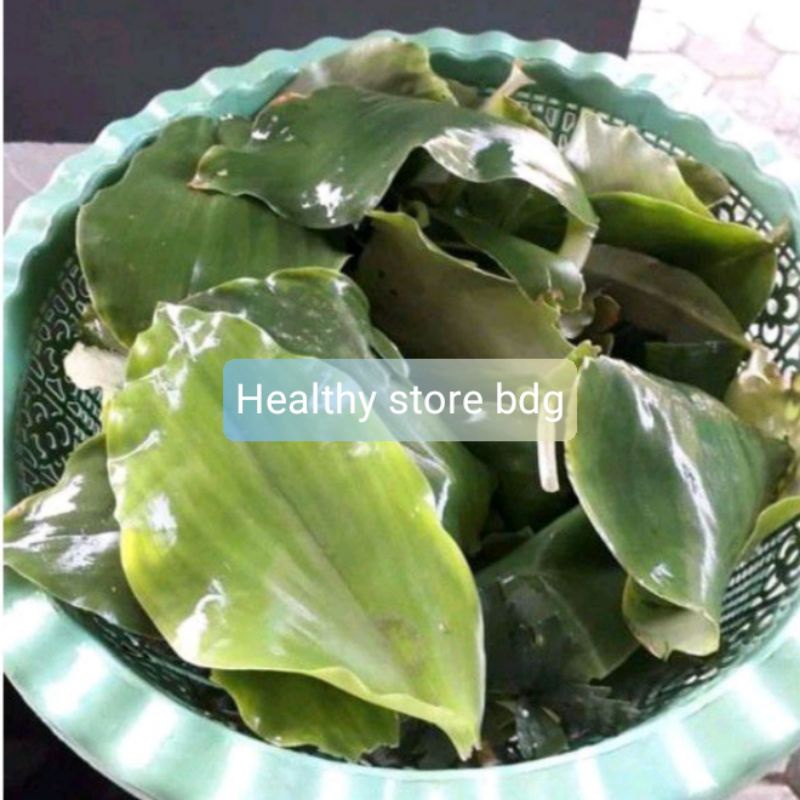 

Daun kencur segar 100 gram petik langsung