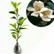 Tanaman Hias Bunga Cempaka Mulya