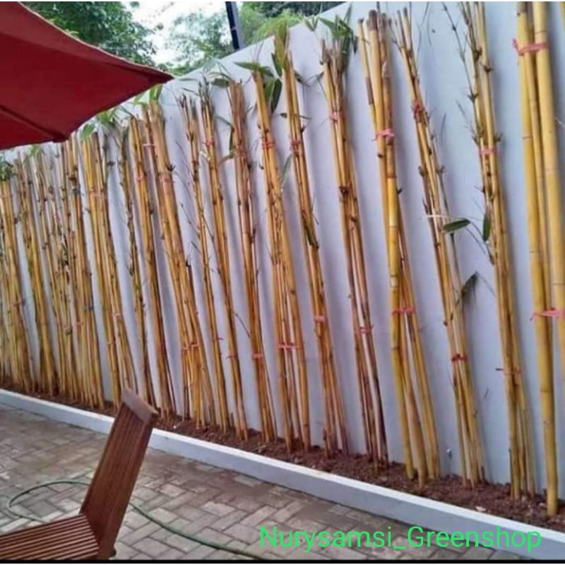 bibit tanaman hias bambu kuning panda - pohon bambu kuning panda