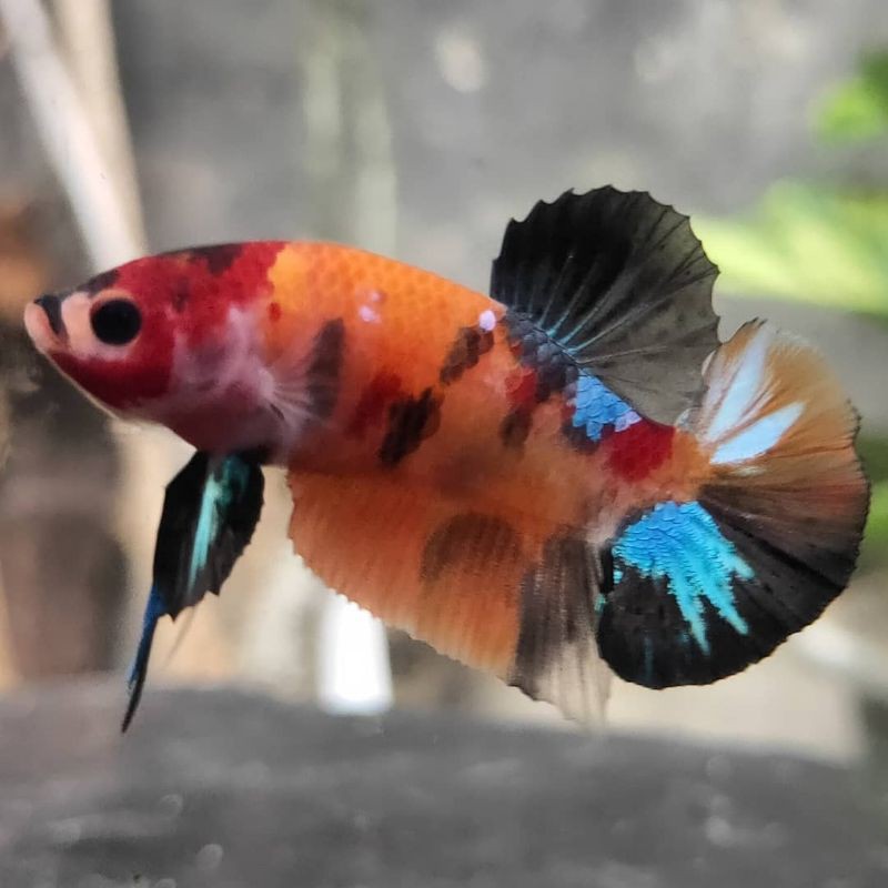 cupang koi nemo multicolour