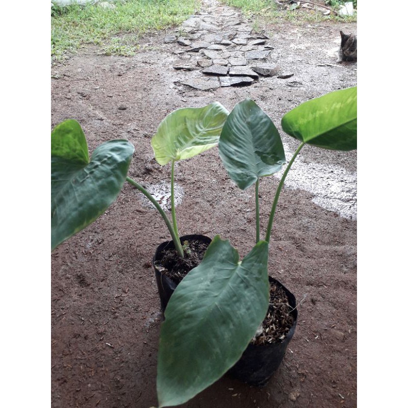 tanaman hias hamalomena