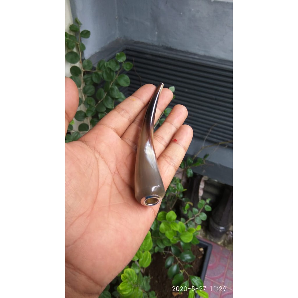 PIPA ONCE TANDUK KERBAU BULE