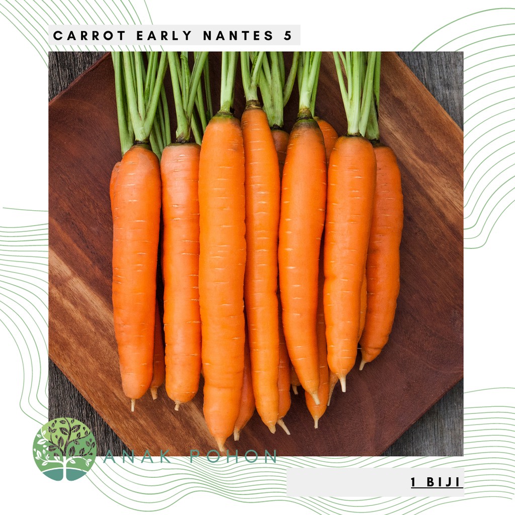 Benih Bibit Biji - Wortel Carrot Early Nantes 5 Seeds - IMPORT