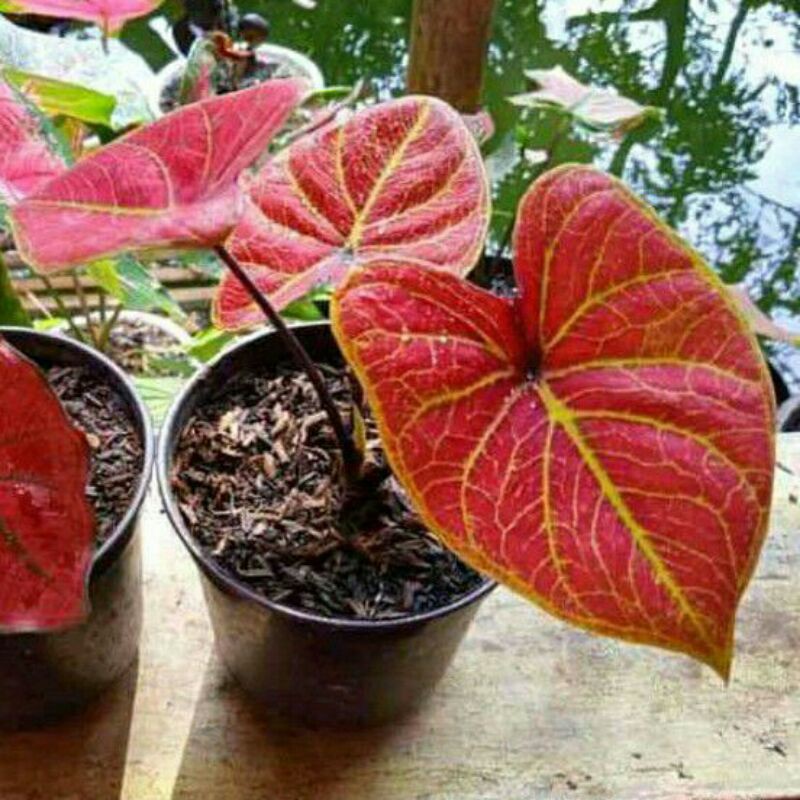 (UMBI) Caladium Red Arini