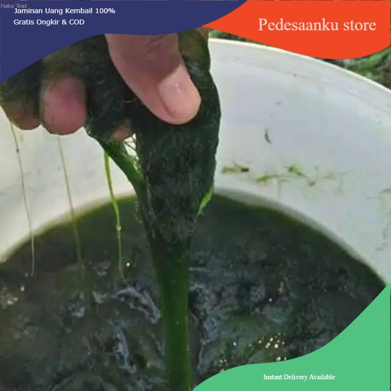 Lumut pancing lumut alge²hidup telaga air danow tawar 300 gram