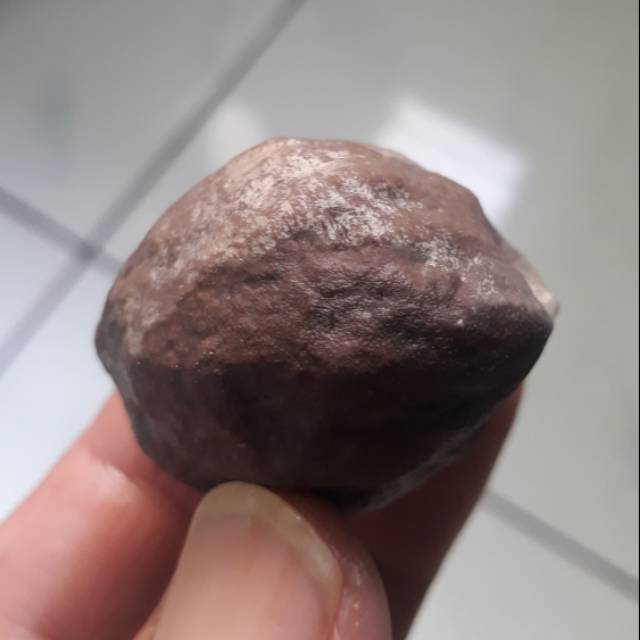 Kemiri Adu Muncang Adu Jalim Kebo Meuteuy