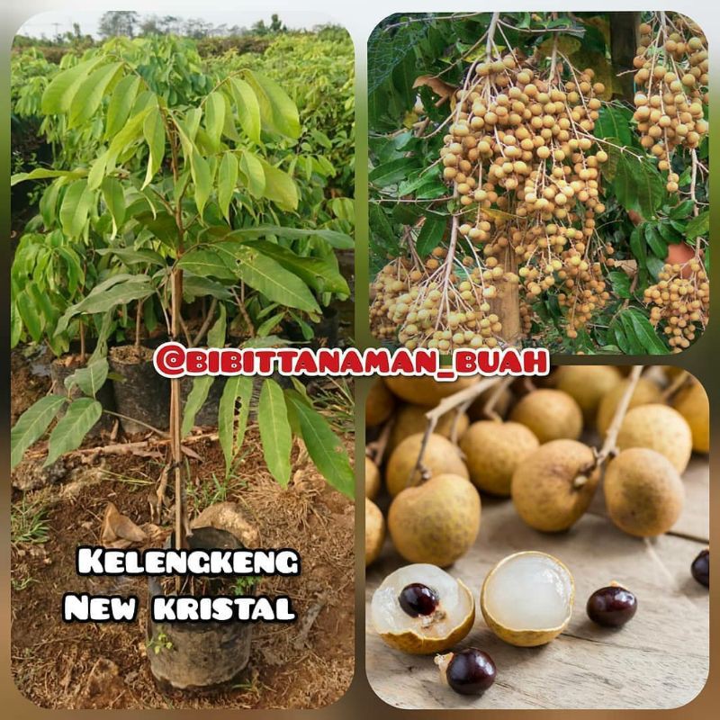 Bibit tanaman kelengkeng new kristal 2