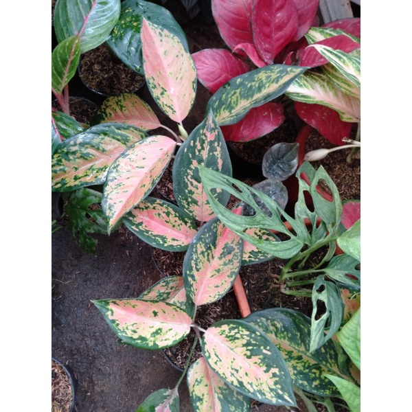 aglonema kochin kuning