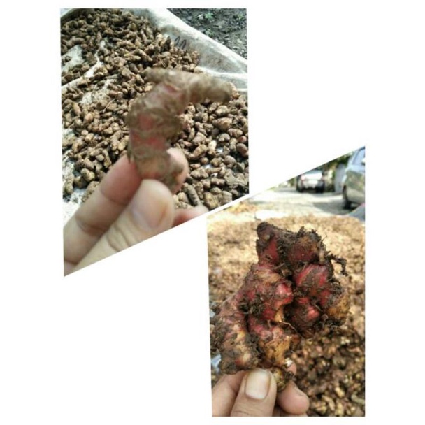 

JAHE MERAH MURAH (UKURAN JUMBO)