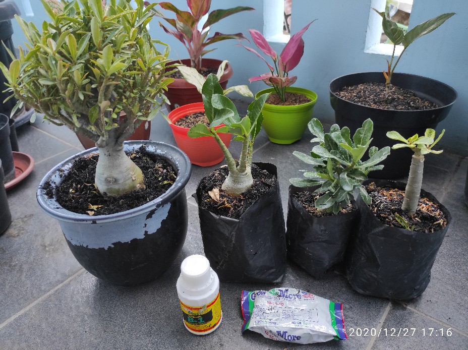 Adenium Thai Socco