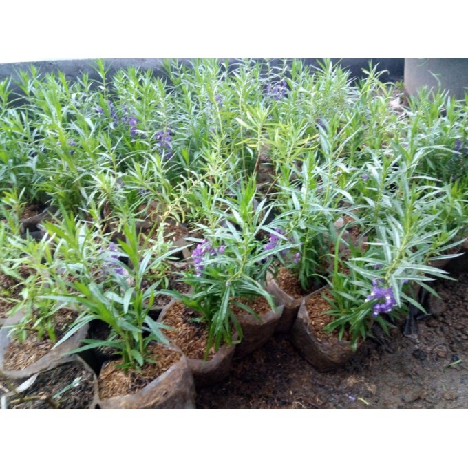 Bibit Tanaman Lavender Wangi Pengusir Nyamuk