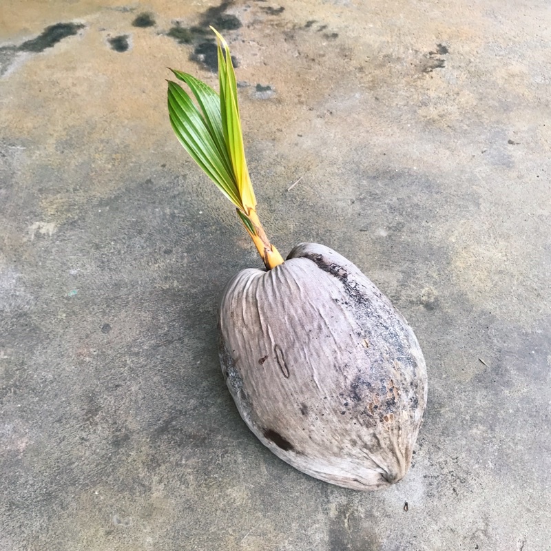 Kelapa pijer bonsai kelap gading