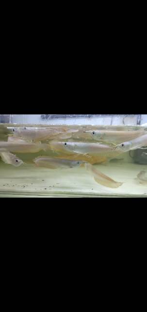 Arowana Silver Brazil 15cm 65000