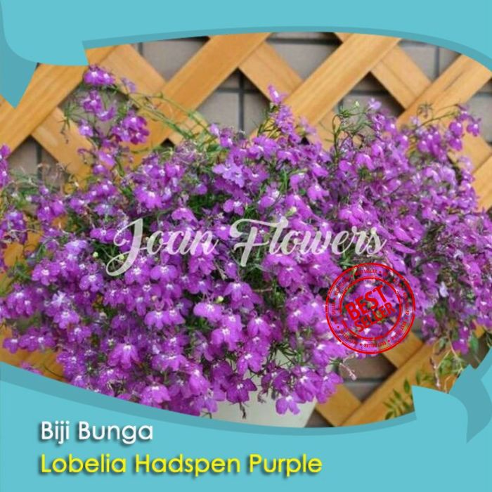 Bibit Tanaman Bunga Lobelia Hadspen Purple Benih Bibit Tanaman Hias Untuk Dekorasi Rumah Shopee Indonesia