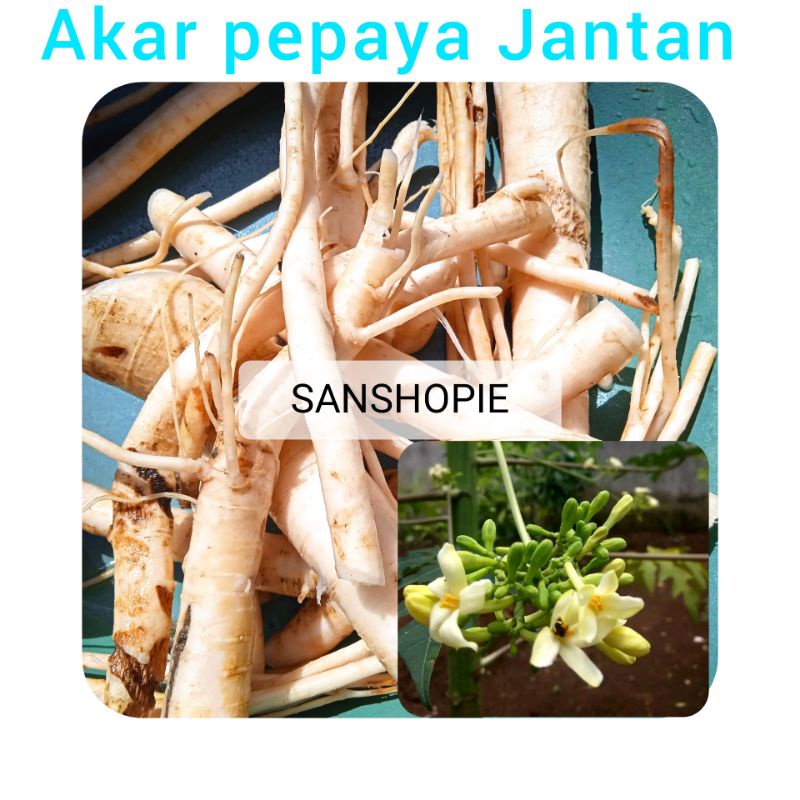 

Akar Pepaya Gantung/Gandul Atau Akar Pepaya jantan segar 1 kg