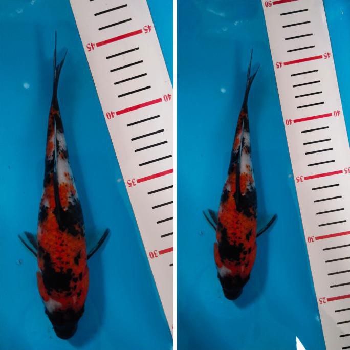 Promo Ikan Koi Blitar/Showa03/Cemanifarm