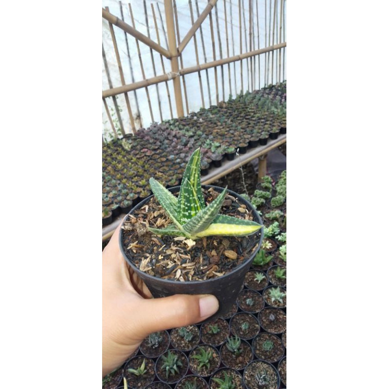 Gasteria Varigata
