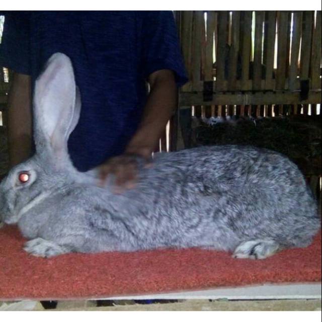 KELINCI FLEMISH GIANT INDUKAN BETINA