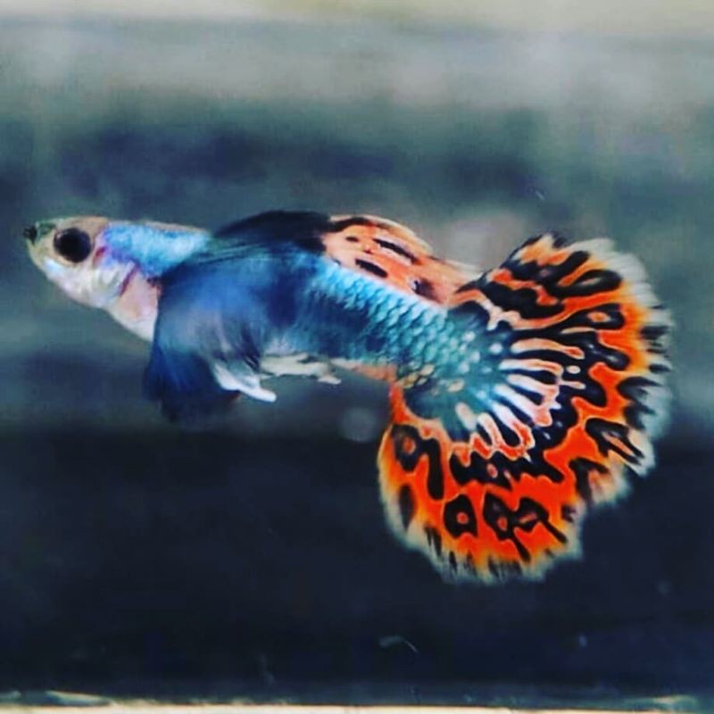 

Ikan guppy red mozaik bigear