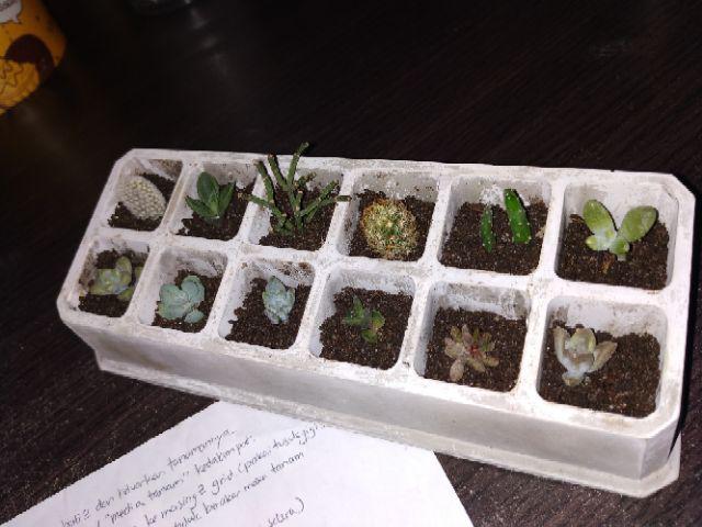 Kaktus Pot Succulent  gift tray komplit complete succulent  