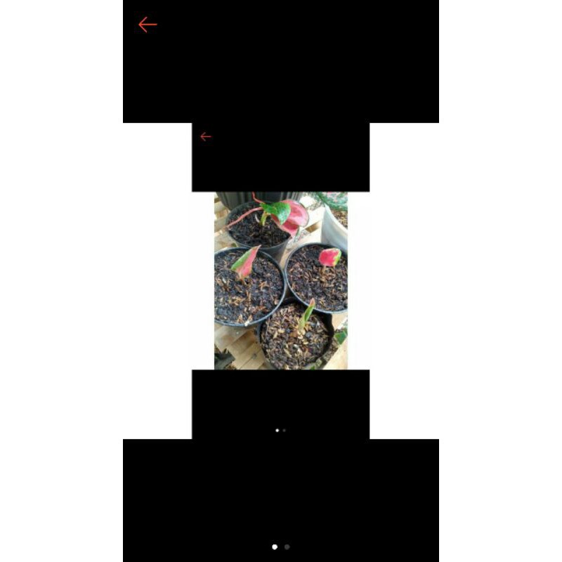 BIBIT UNGGUL AGLONEMA SUKSOM JAIPONG