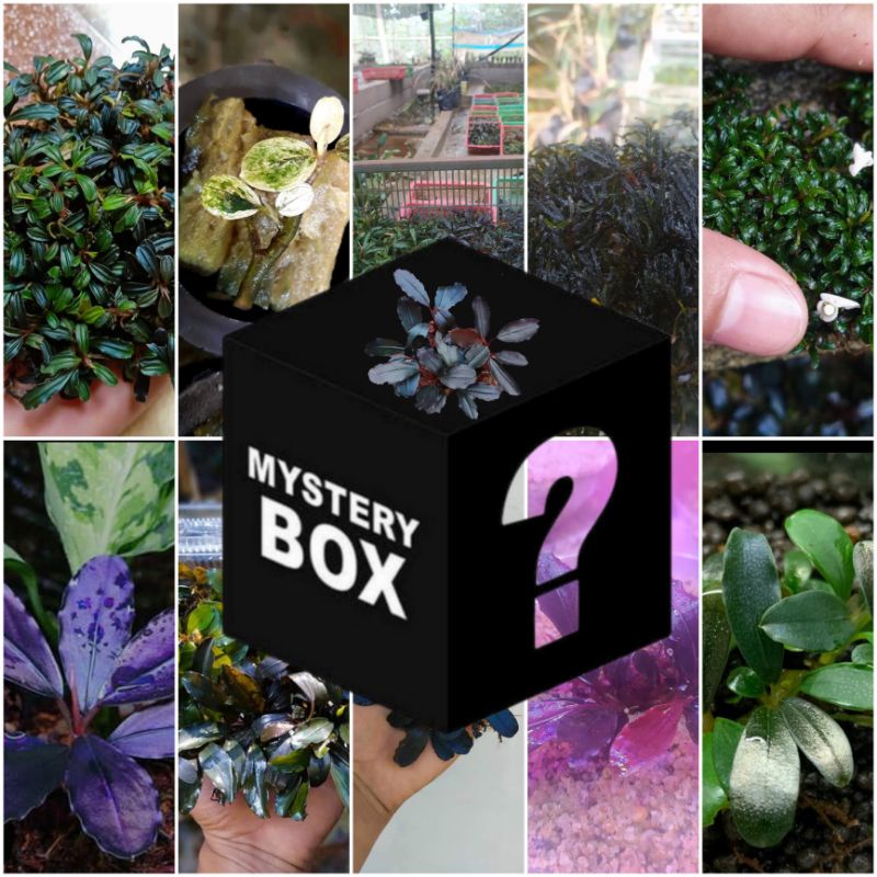 

mystrey box