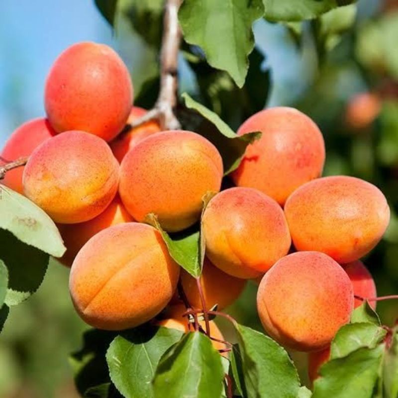 

apricot