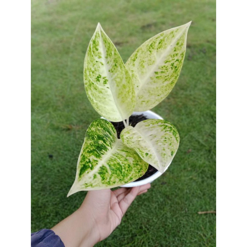AGLONEMA BIG ROY PUTIH DAUN 4+