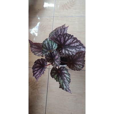 Begonia Rex Pelangi