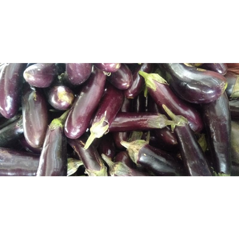 

Bibit Terong Ungu Besar Sayur