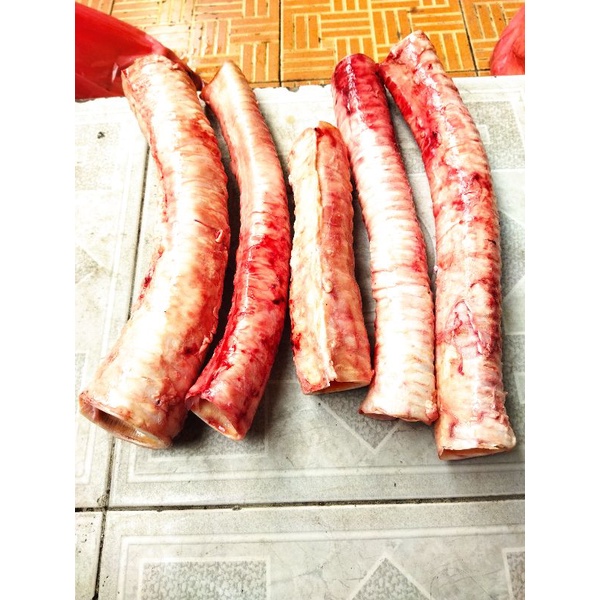 

kerongkongan / trakea / tenggorokan sapi