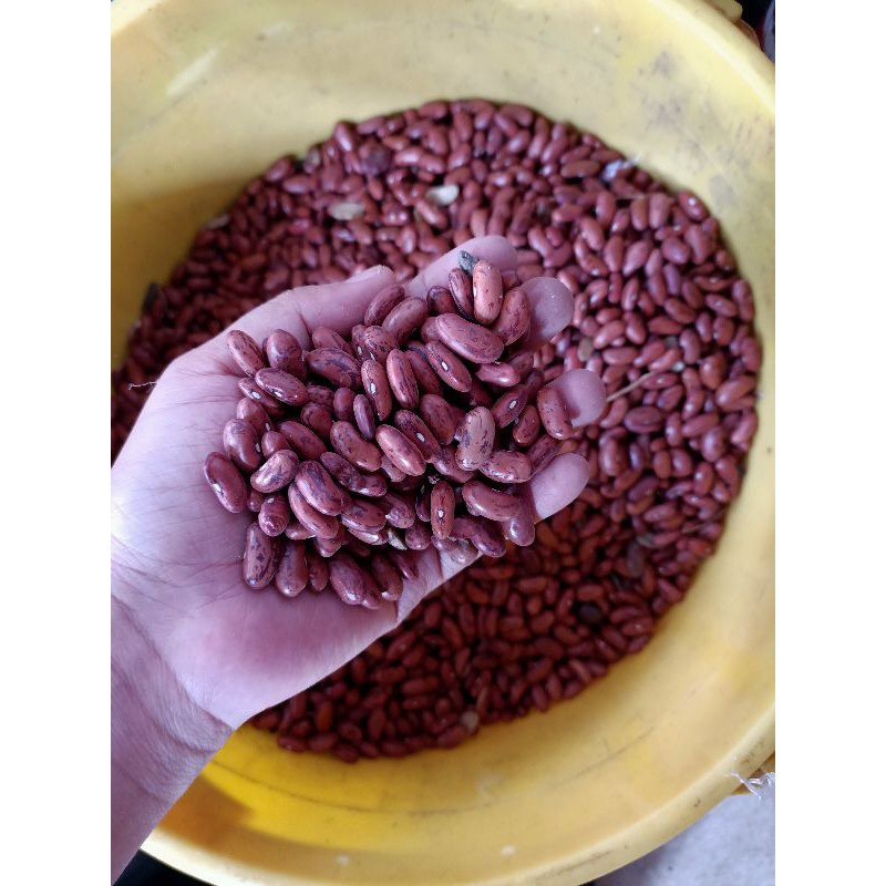 

Kacang Merah Besar (500g) Kacang Jogo / Red Beans / Kacang Senerek / Kacang Joglo