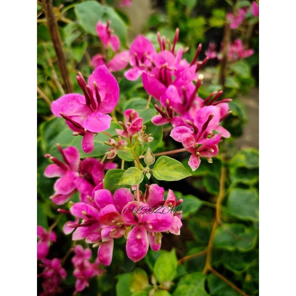 Bibit Bougenville Fatimah bibit import bunga bougenville terbaru ( bibit bougenville)