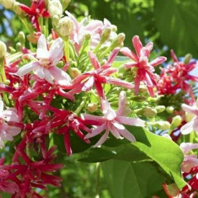 Tanaman hias melati  belanda  Shopee Indonesia