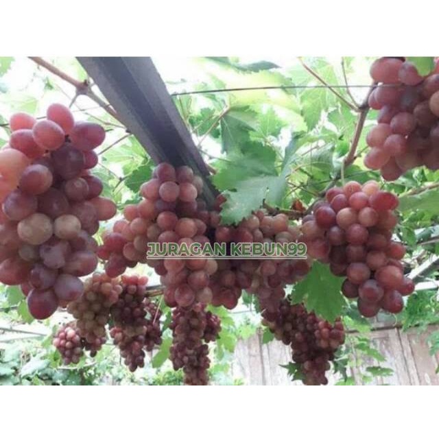 Bibit Buah Anggur Ninel / anggur impor